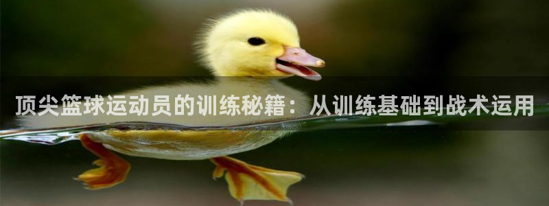顶尖篮球运动员的训练秘籍：从训练基础到战术运用