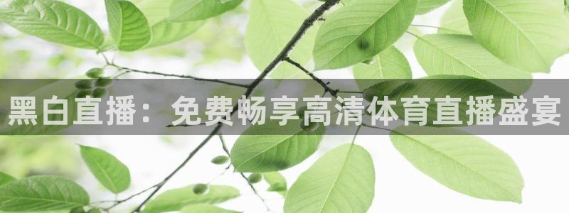 黑白直播：免费畅享高清体育直播盛宴